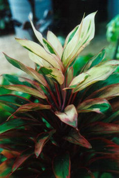 Generic cordyline image